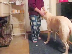Blonde mounted by a great dog