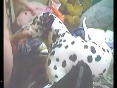 Great cock for his owner