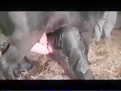 Zoophilia - Sexo Cavalo