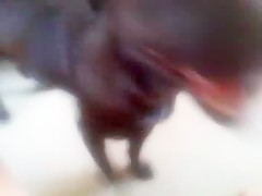 Horse Orgy