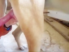 Blonde fuck dog machine