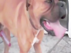 de visita con el perro