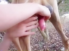 chupando y follando mi perro