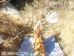 Horse cum in woman