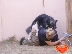 buen perrito