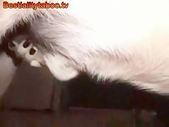 abusando de la dueña
