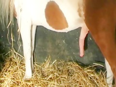 Porn with horse broadcast in television