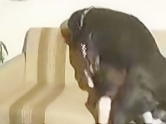 Big Black Dog And Blonde Woman
