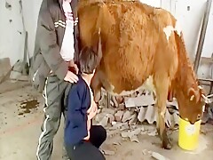 Milking