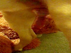 Dogs cock