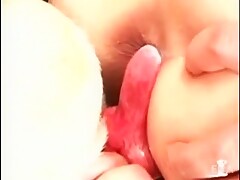 Sexo con el perro