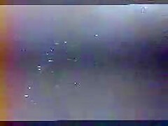 海豚爱
