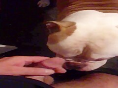 Dog cock