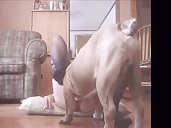 Dog sex nice