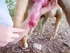 Chupando o Cão Pirocudo